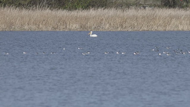 弗氏鷗 - ML655578783