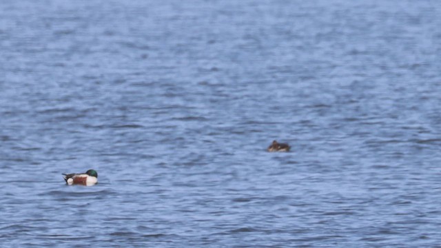 琵嘴鴨 - ML655579004