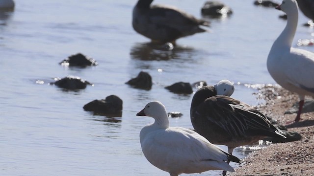 Snow Goose - ML655579254