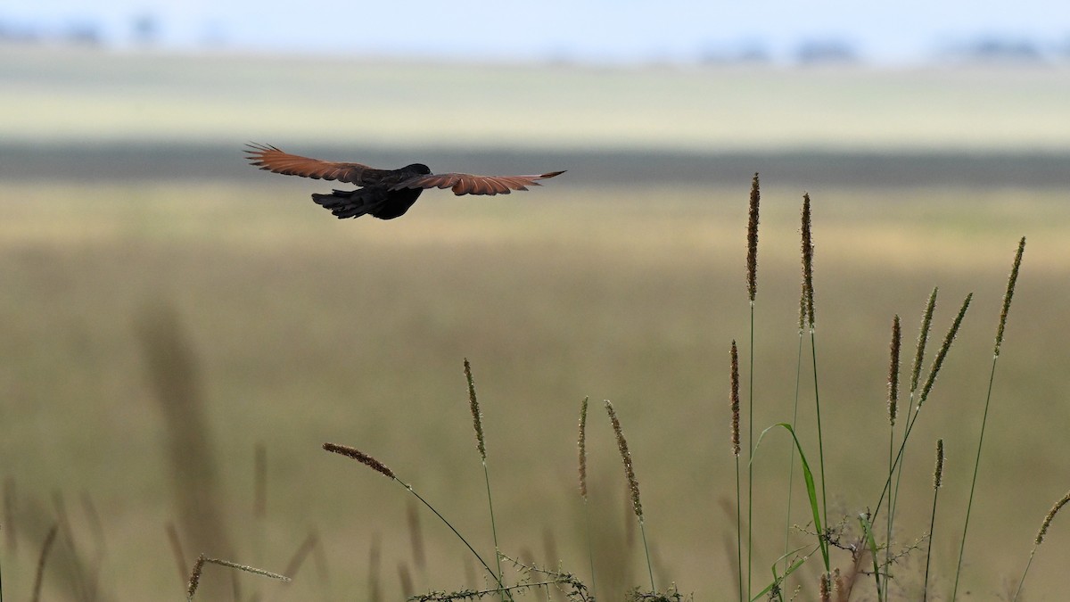 Black Coucal - ML655579896