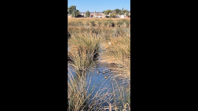 Yellow-billed Teal - ML655579935