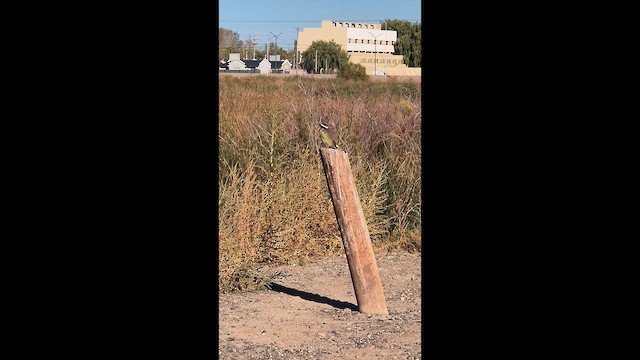 Great Kiskadee - ML655580024