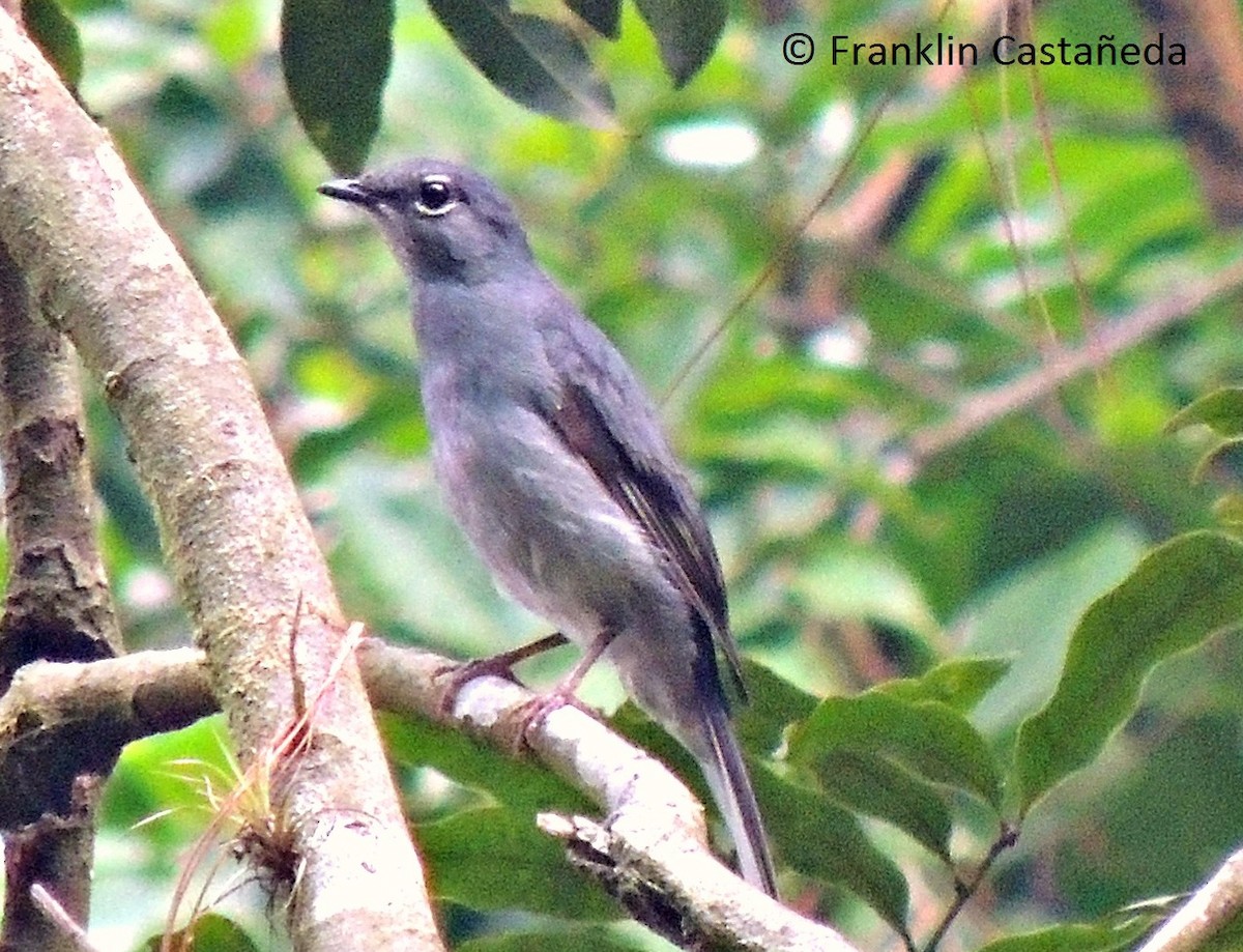 Slate-colored Solitaire - ML65558101