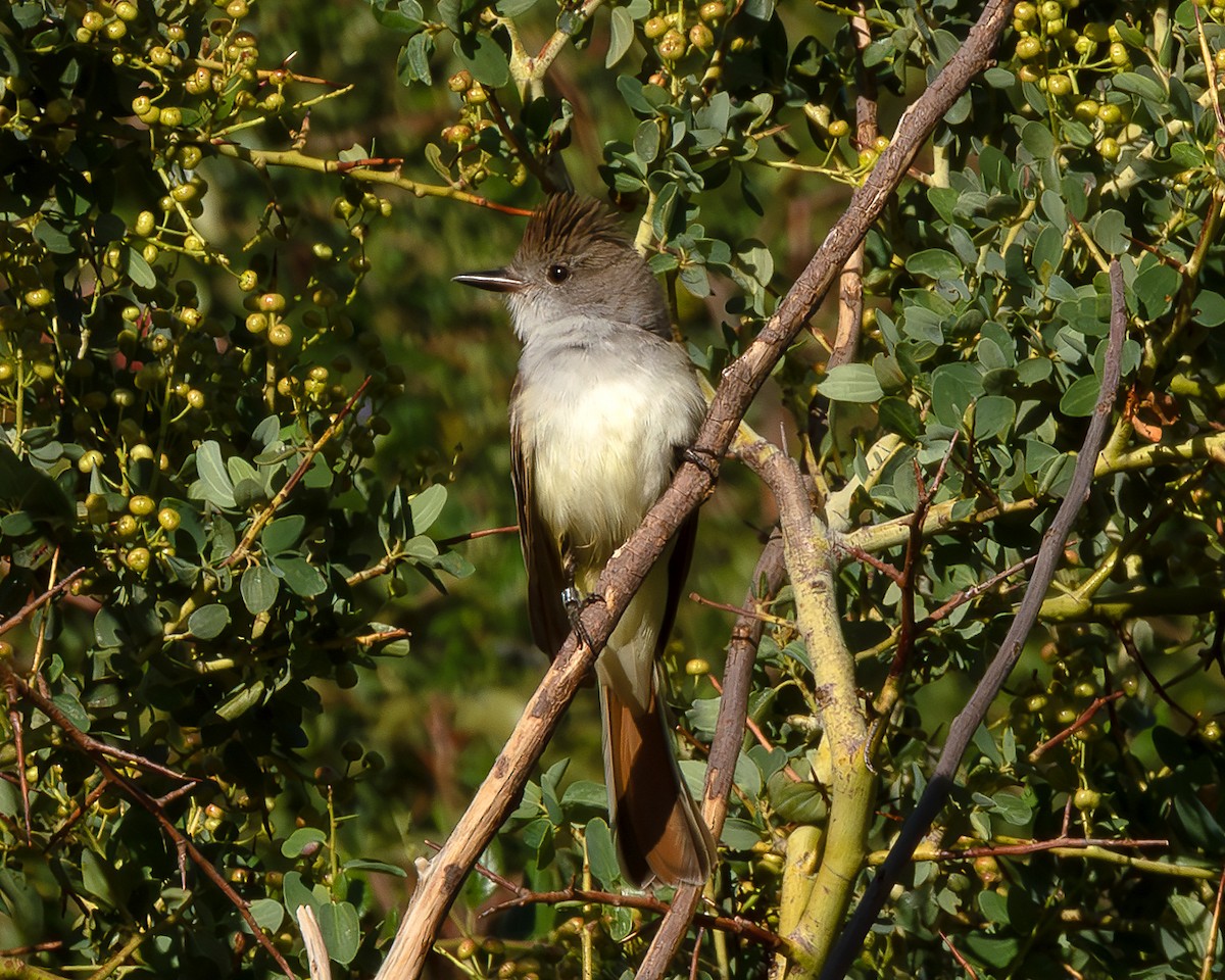 California Bird Atlas Checklist - 22 Apr 2026 - Angeles NF--Bear Divide ...