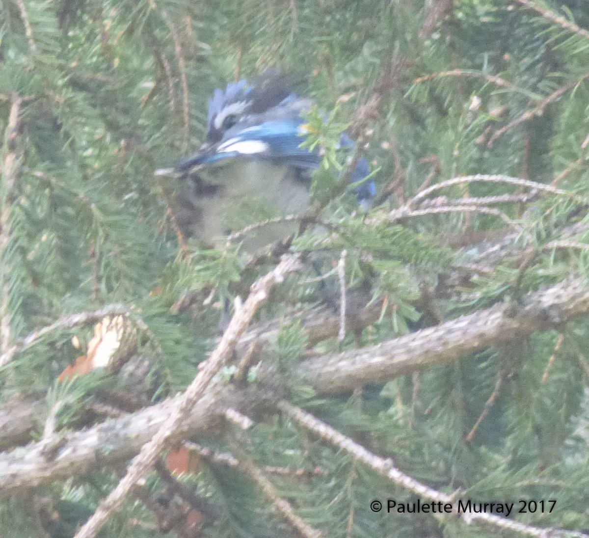 Blue Jay - ML65558351