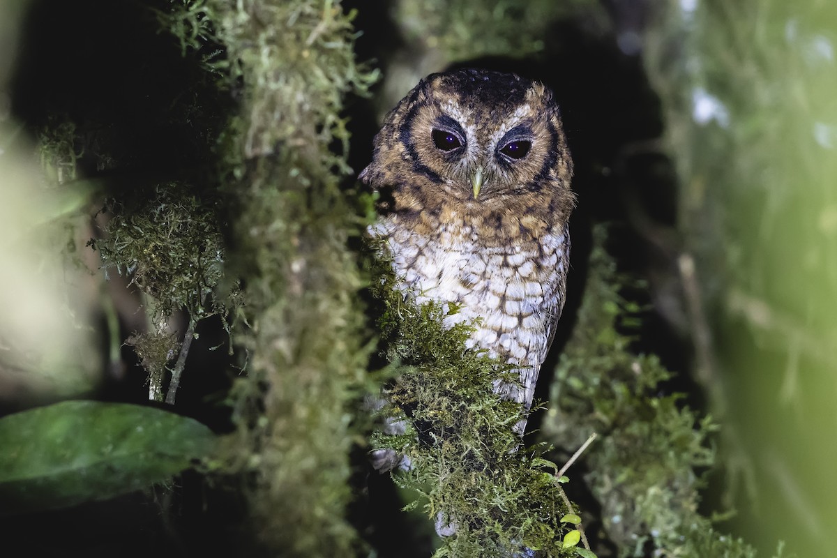 Cloud-forest Screech-Owl - ML655583780