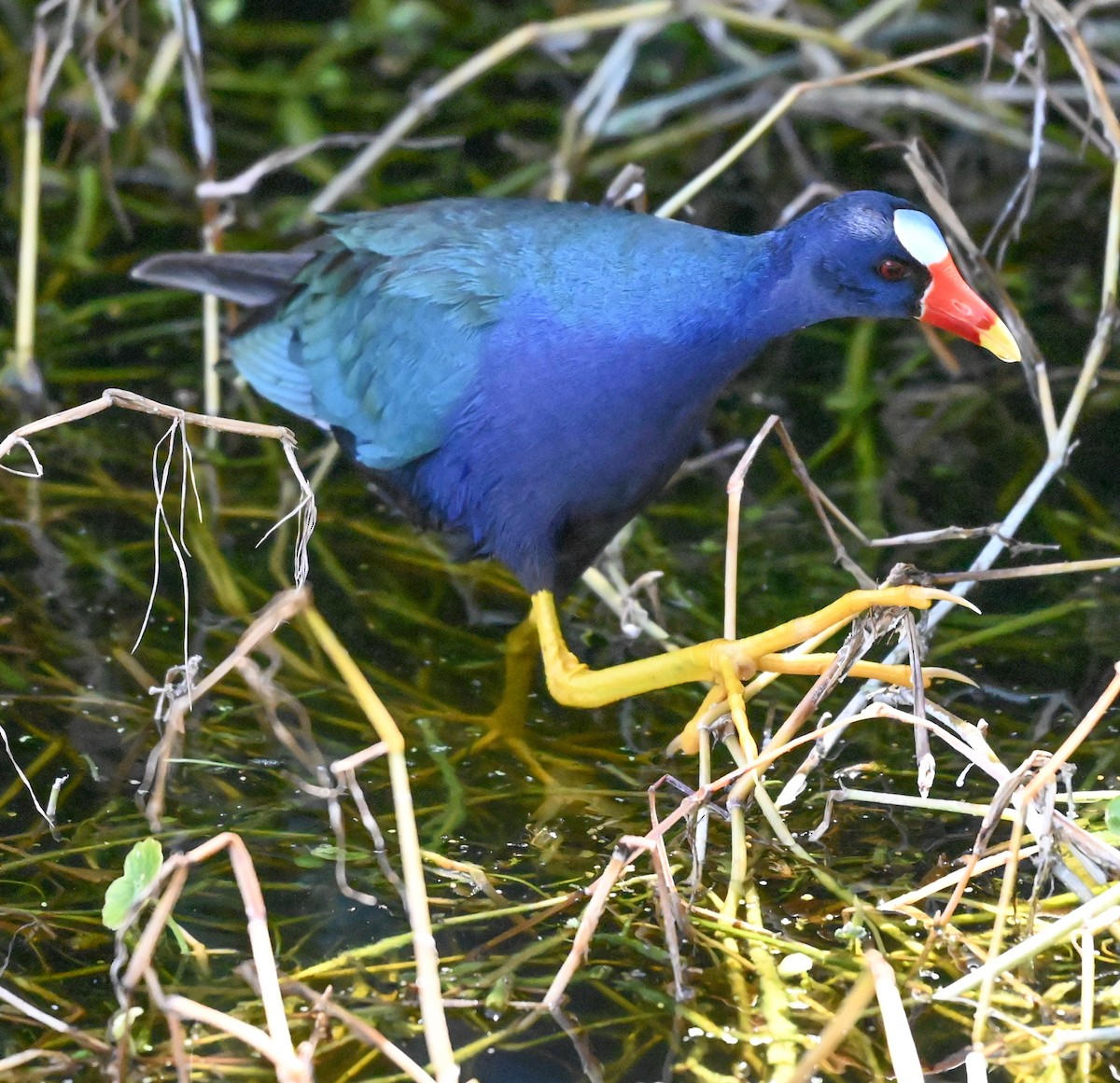 eBird Checklist - 21 Apr 2026 - Green Cay Wetlands & Nature Center - 28 ...