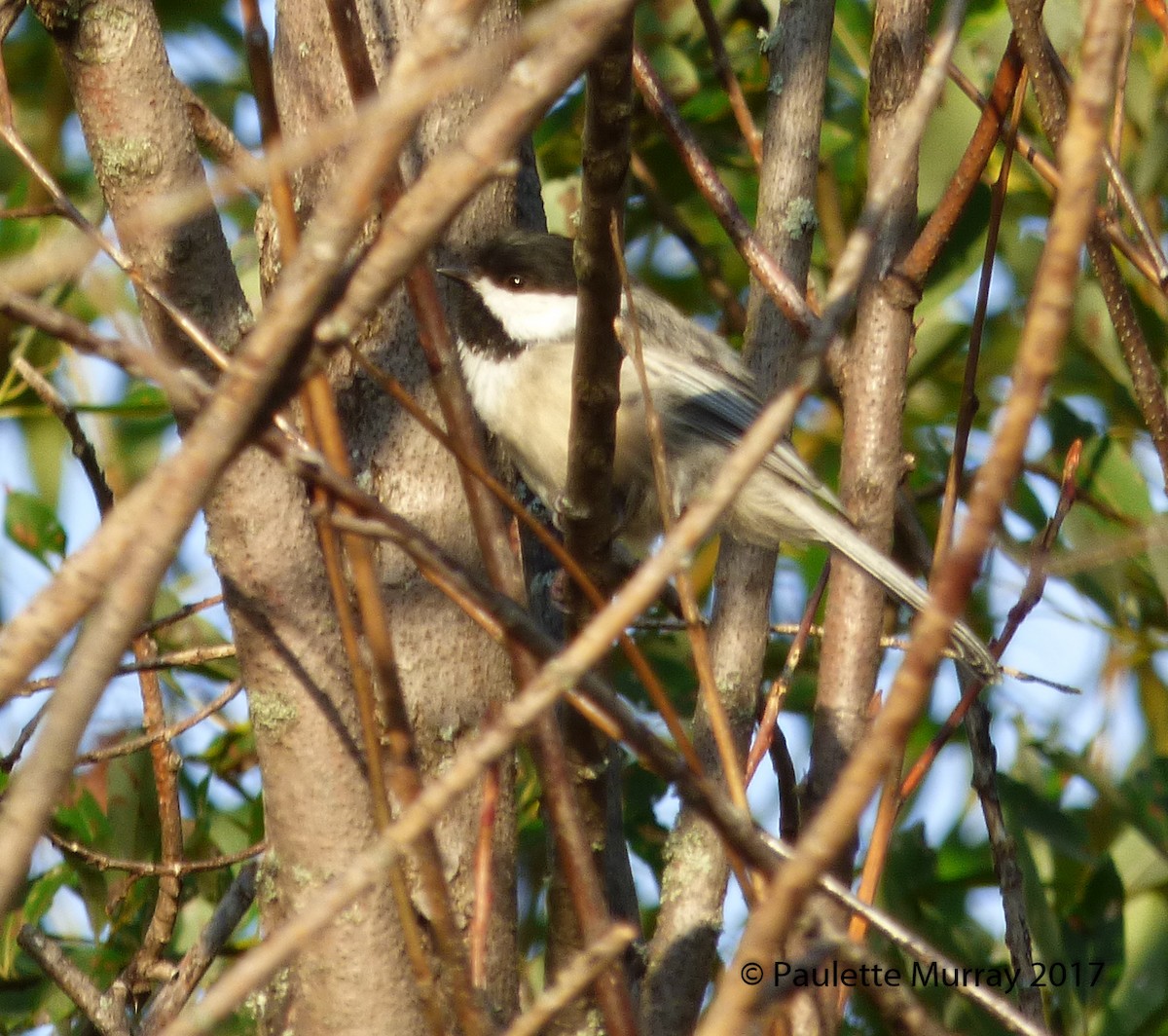 Black-capped Chickadee - ML65558421