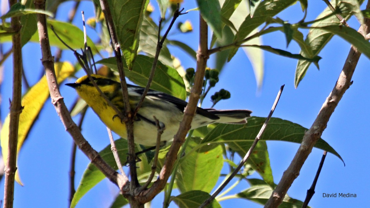 Townsend's Warbler - ML65558511