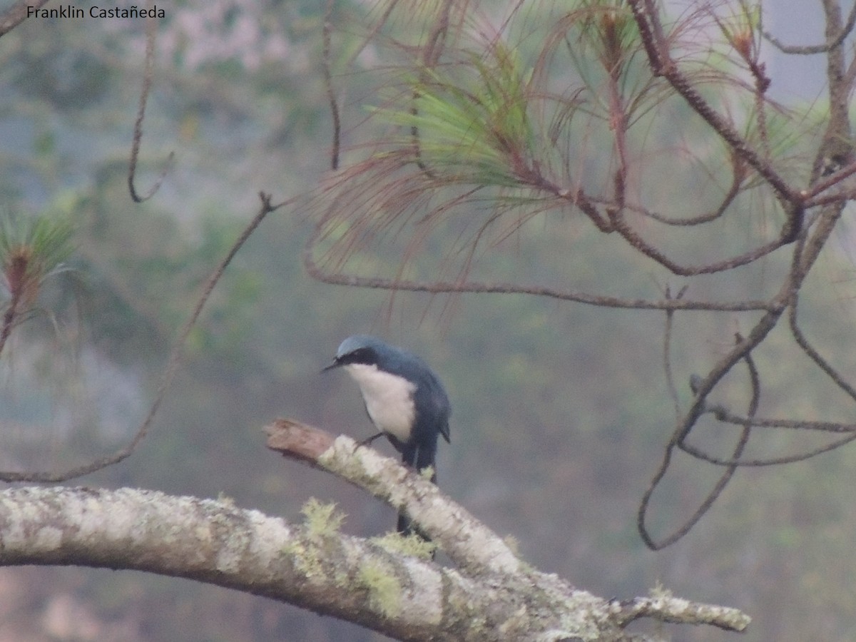 Blue-and-white Mockingbird - ML65558621