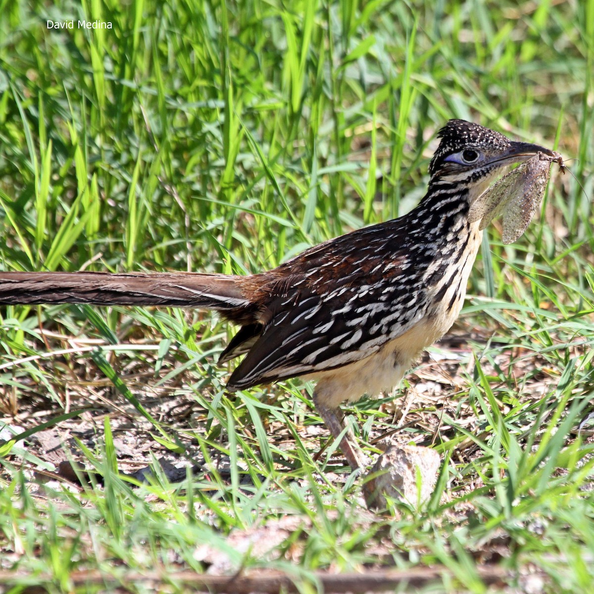 Lesser Roadrunner - ML65558691