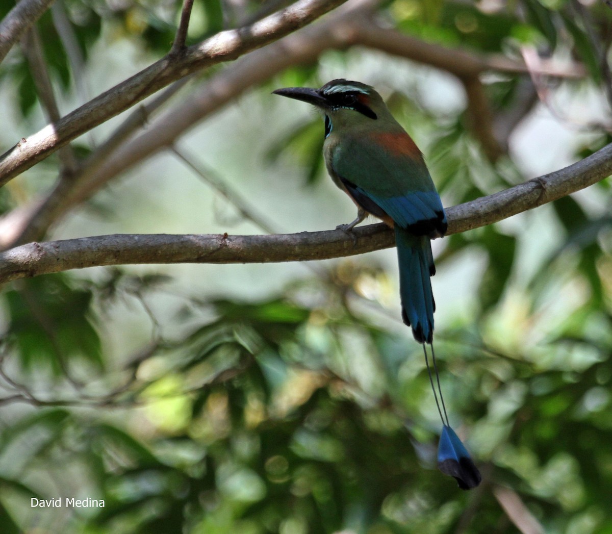 Turquoise-browed Motmot - ML65558731