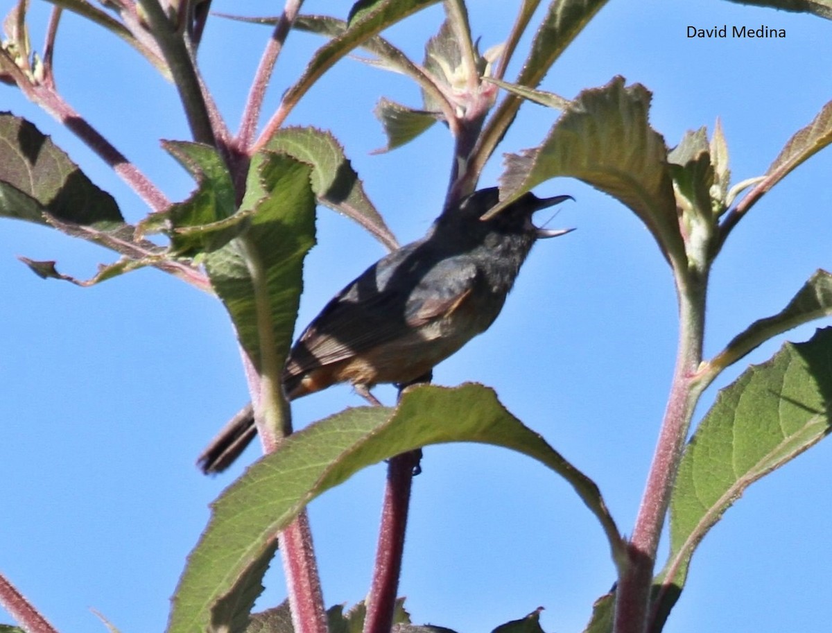 Cinnamon-bellied Flowerpiercer - ML65558791