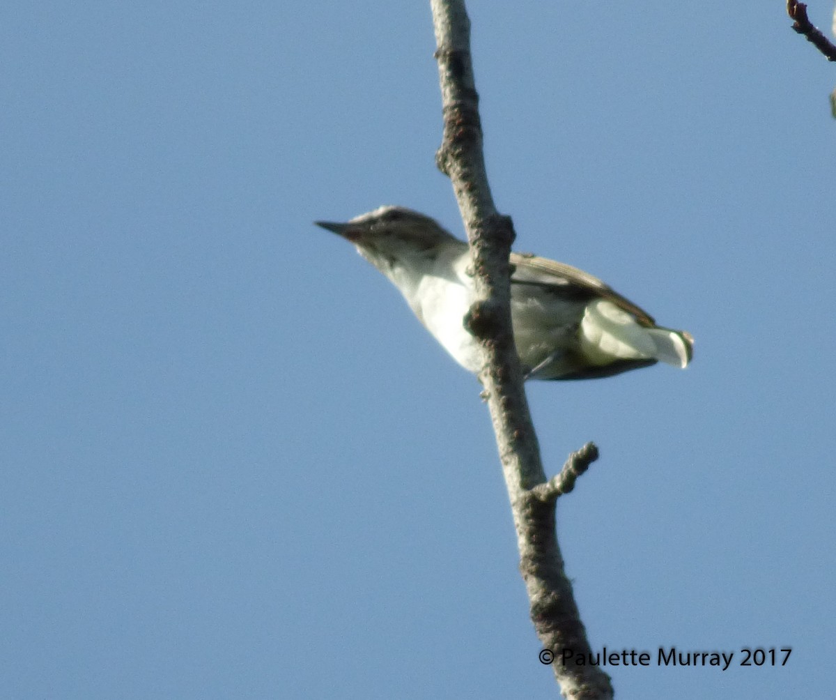 Red-eyed Vireo - ML65558921