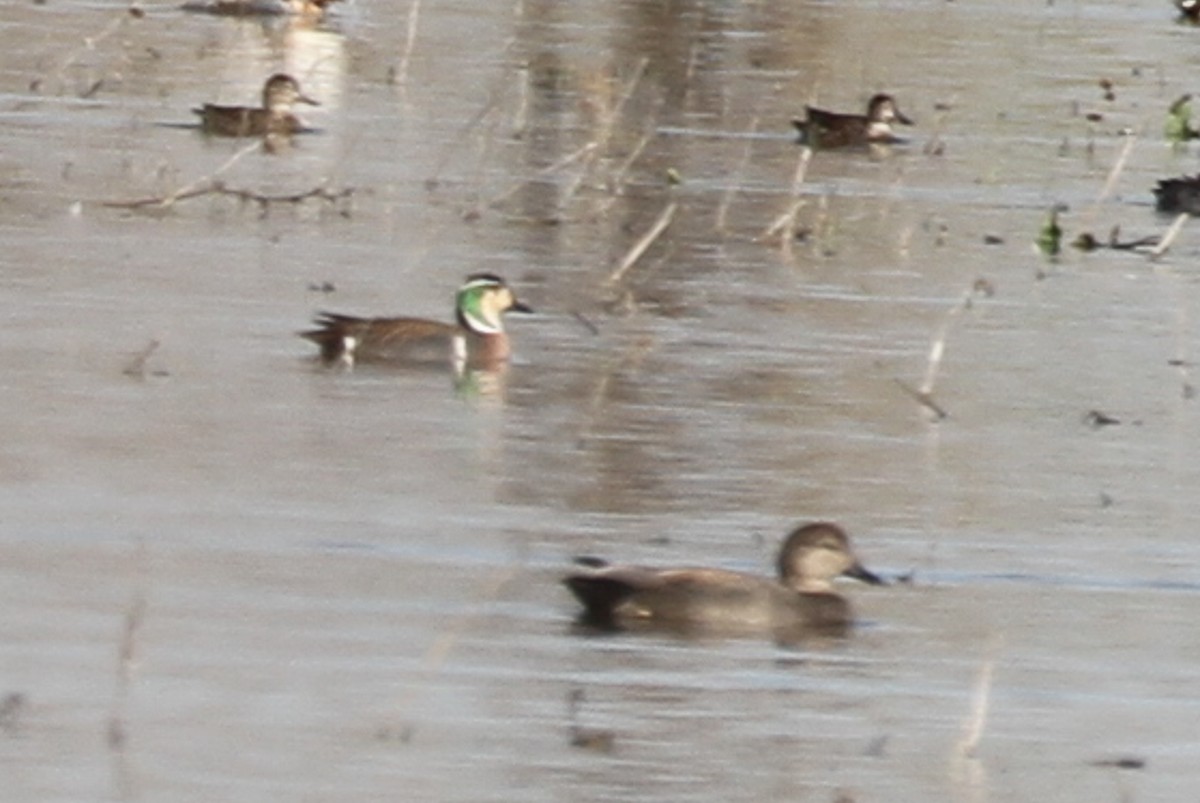 Baikal Teal - ML655589669