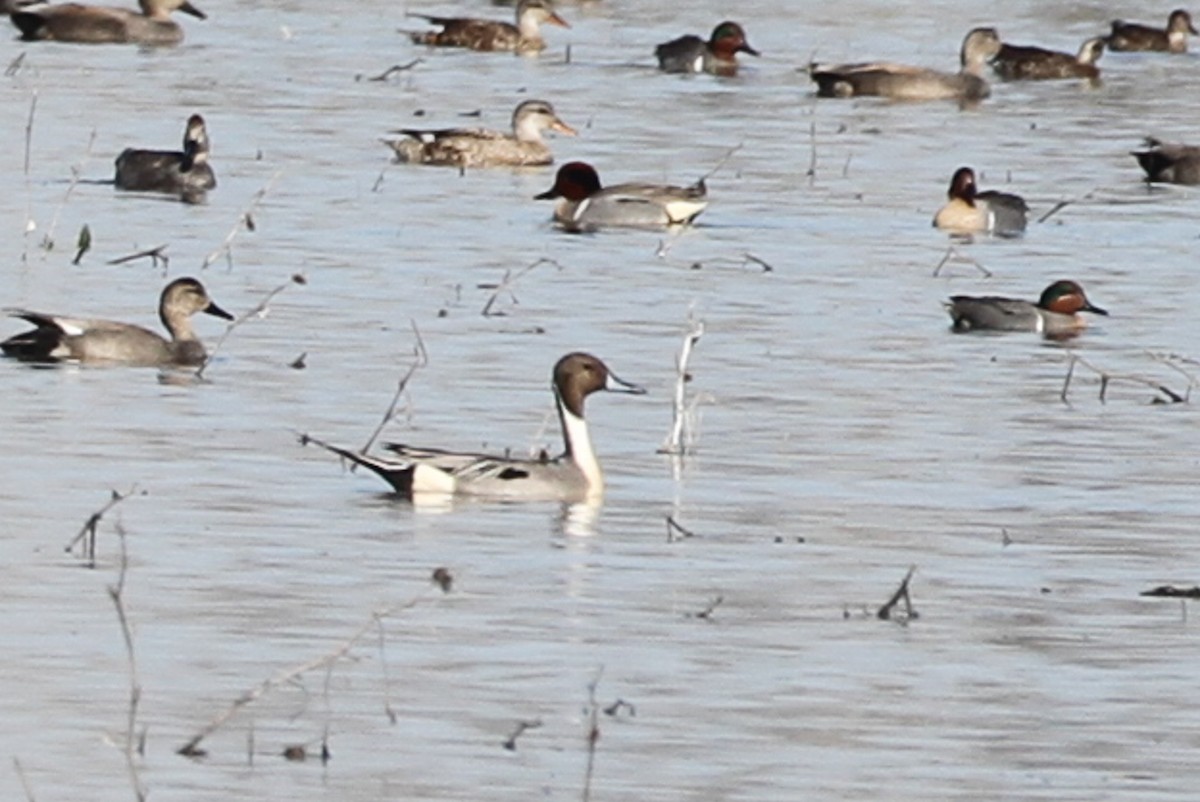 Northern Pintail - ML655589681