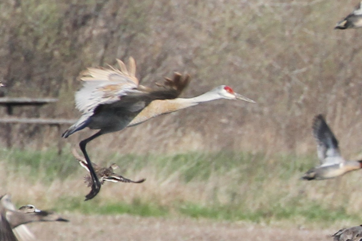 Sandhill Crane - ML655590117