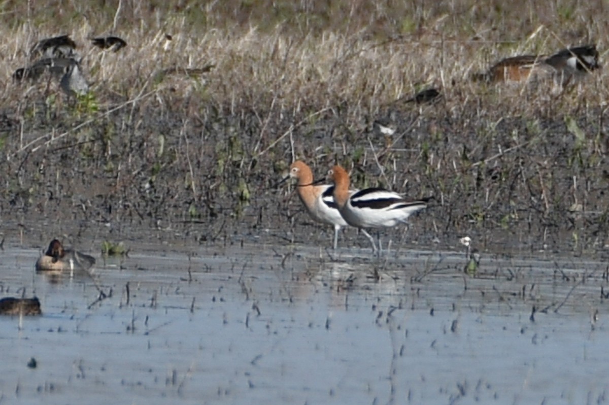 American Avocet - ML655590125