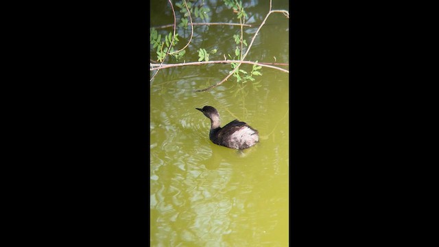 Least Grebe - ML655590525