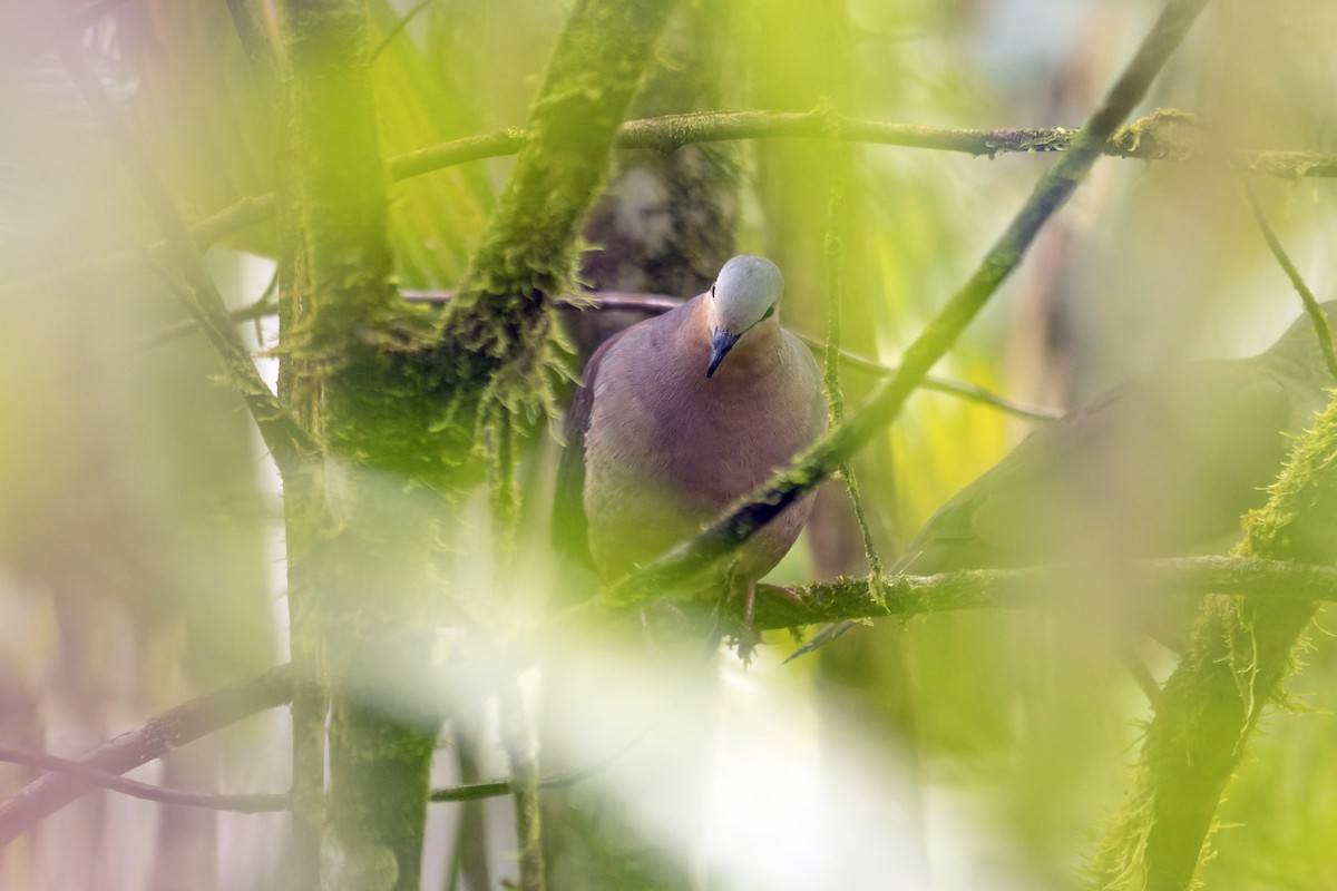 Gray-fronted Dove - ML655596834