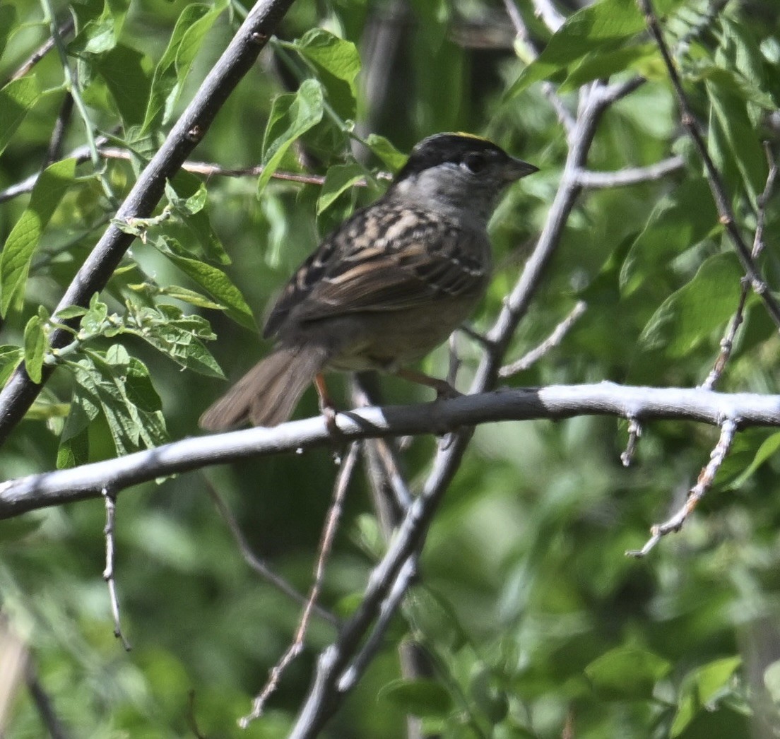 Golden-crowned Sparrow - ML655597382