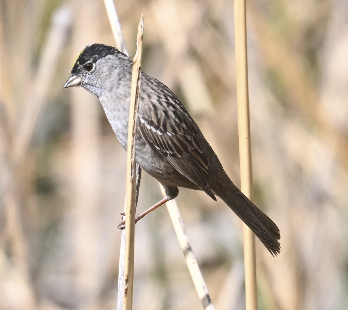 Golden-crowned Sparrow - ML655597389