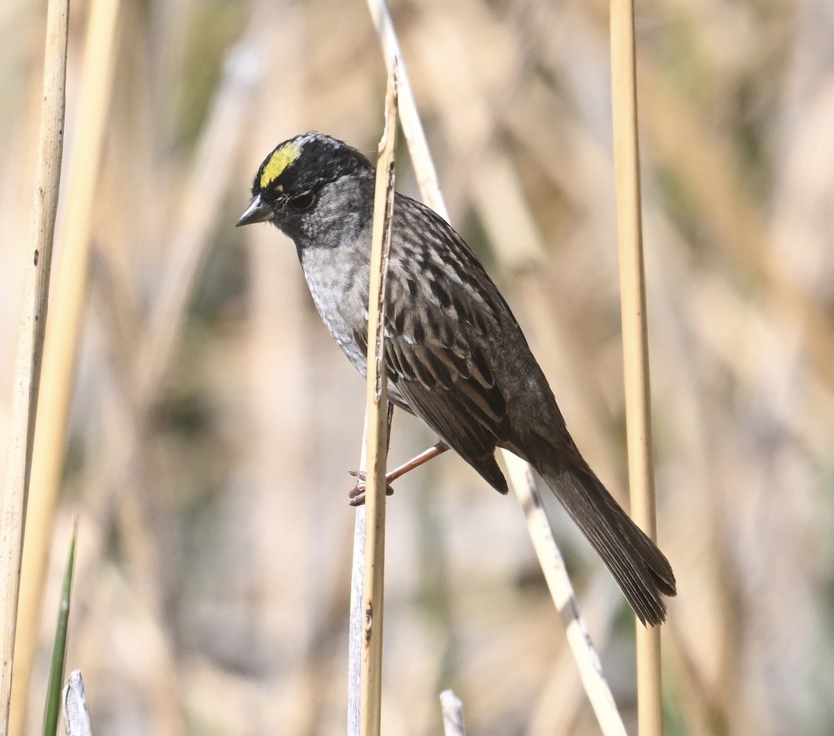 Golden-crowned Sparrow - ML655597403