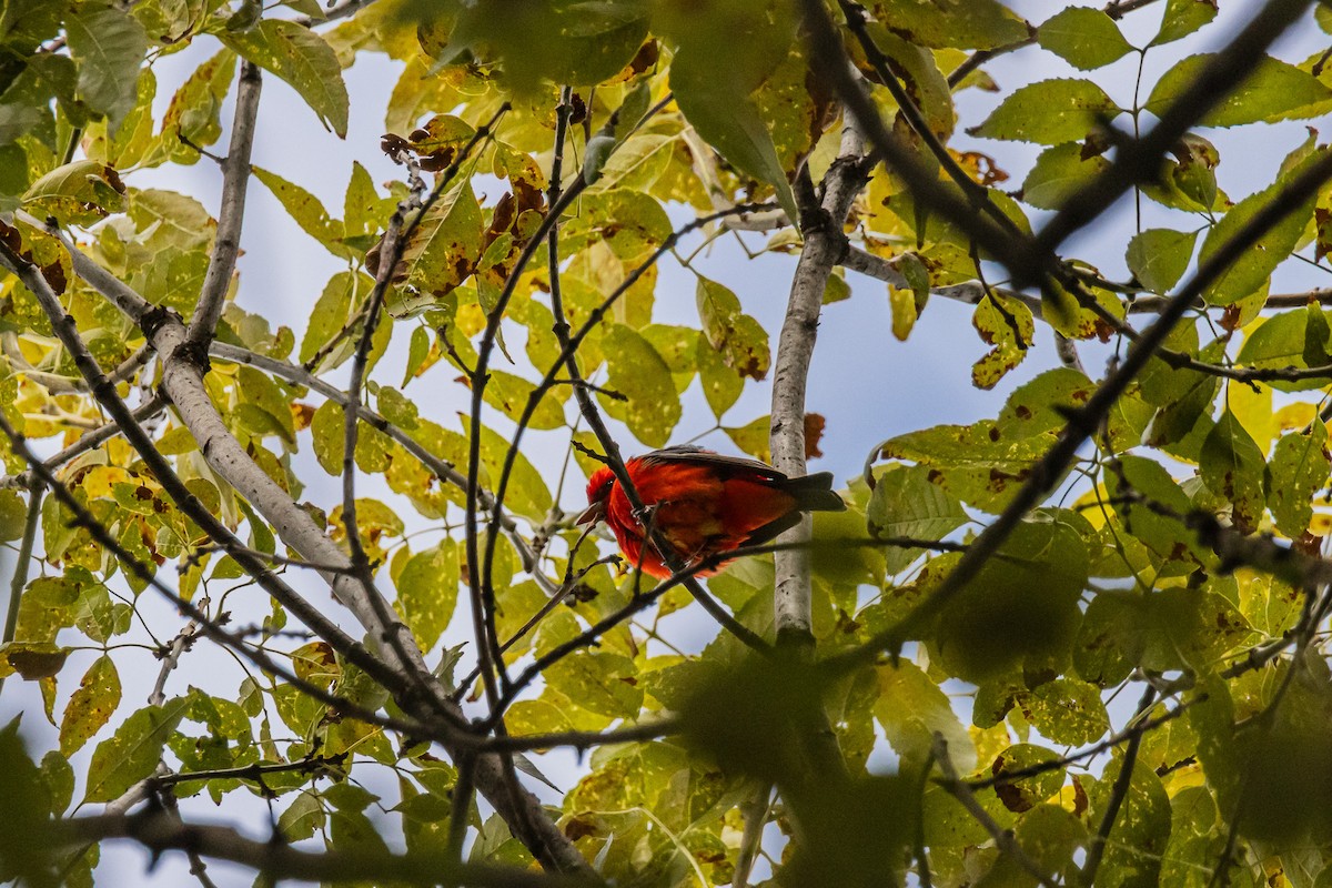 Scarlet Tanager - ML655599591
