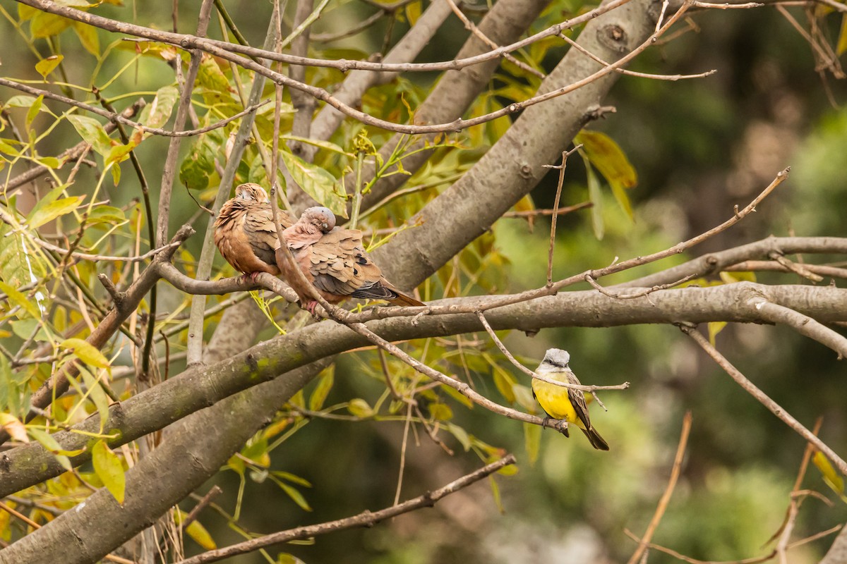 eBird Checklist - 11 Apr 2026 - Parque Modelia - 21 species