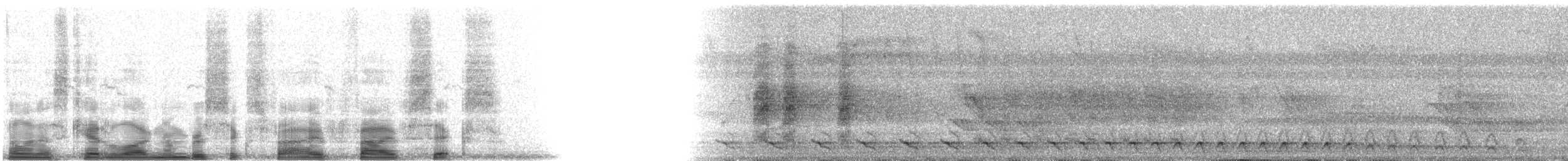 Baird's Trogon - ML6556