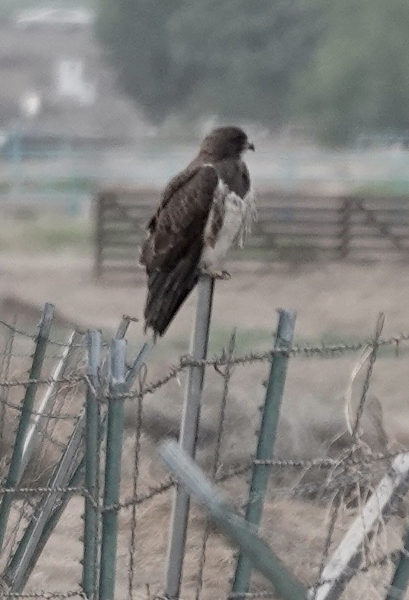 Свенсонов канюк - ML655600549