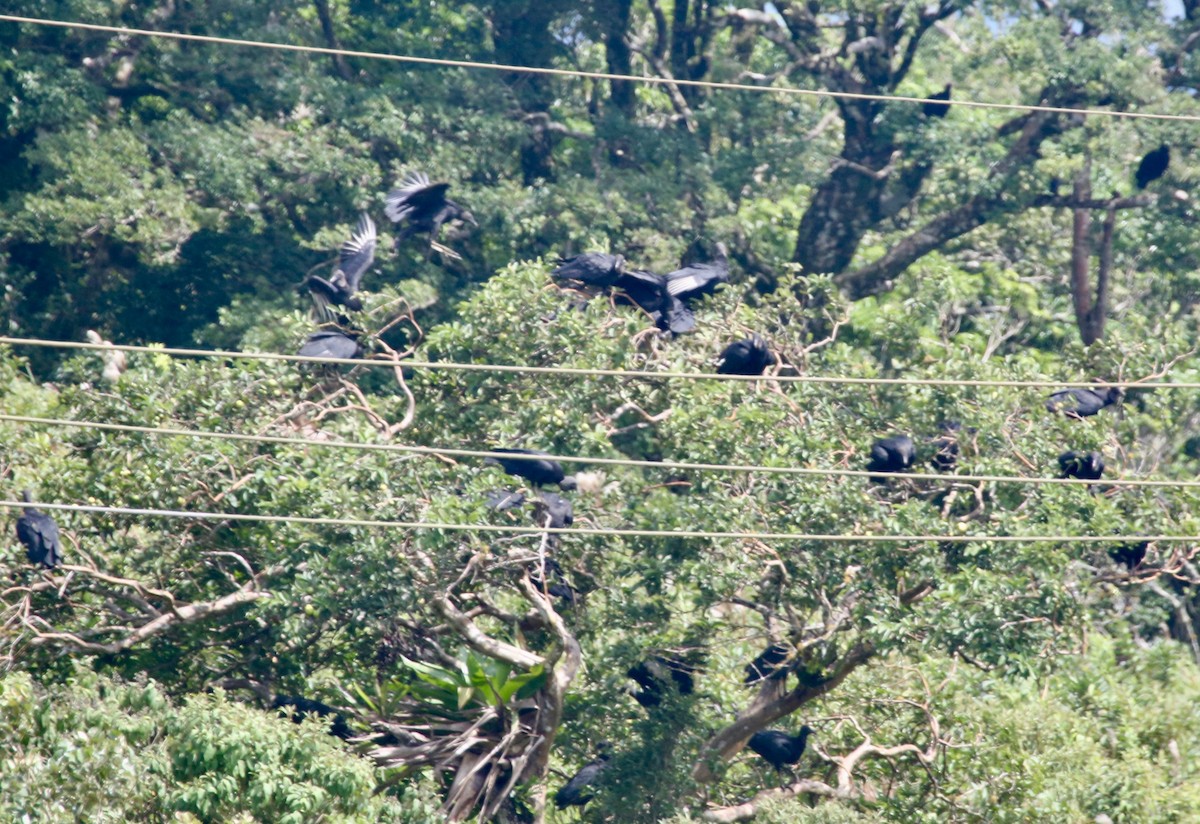 Black Vulture - ML65560071