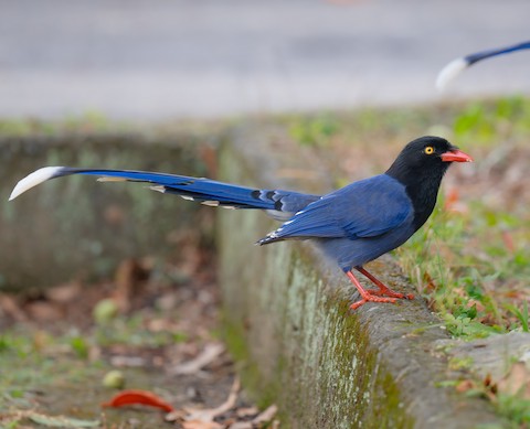 P.mericurius（1オス、中国青海省マチン山） Taiwan Blue-Magpie - Urocissa caerulea - メディア検索 - Macaulay