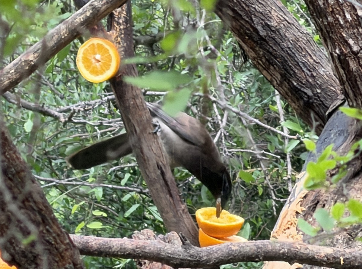 Brown Jay - ML655603493