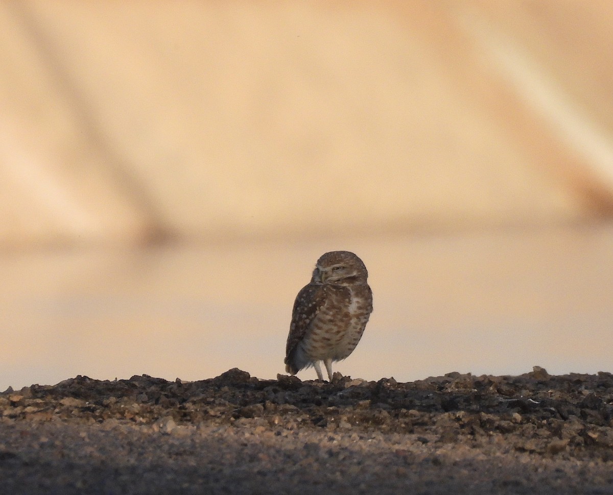 Burrowing Owl - ML655607171
