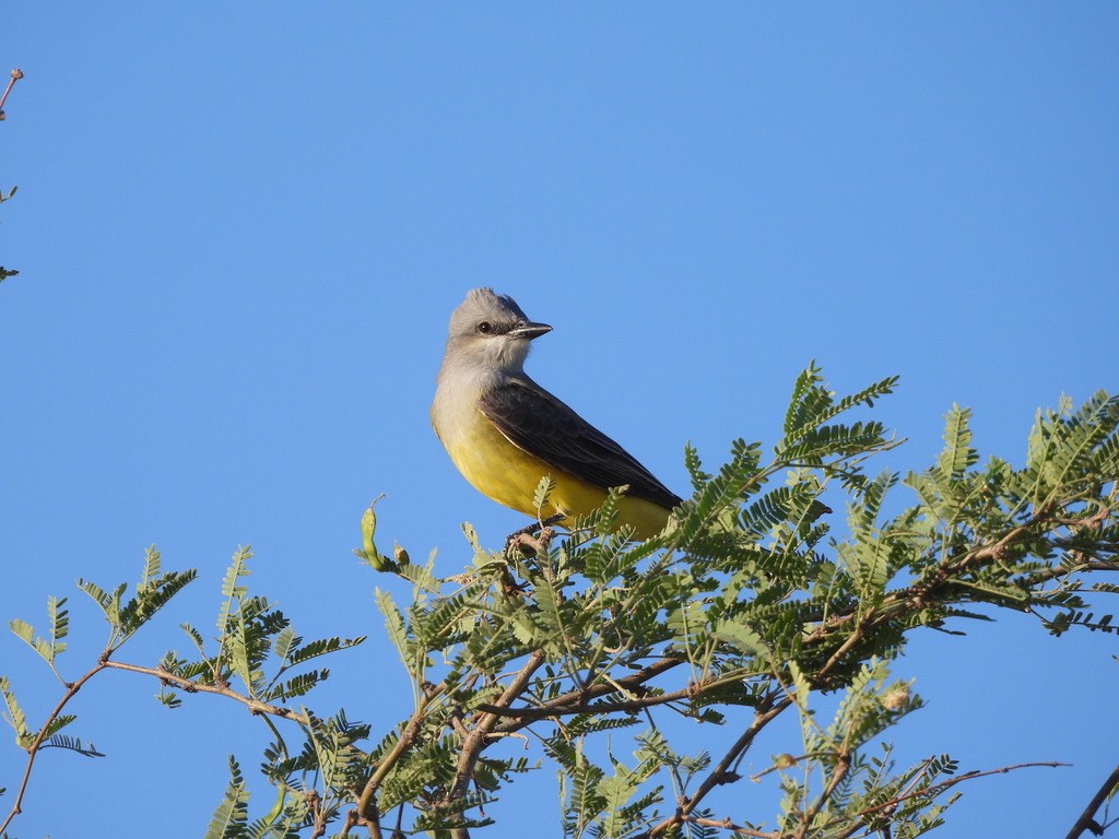 Western Kingbird - ML655607203