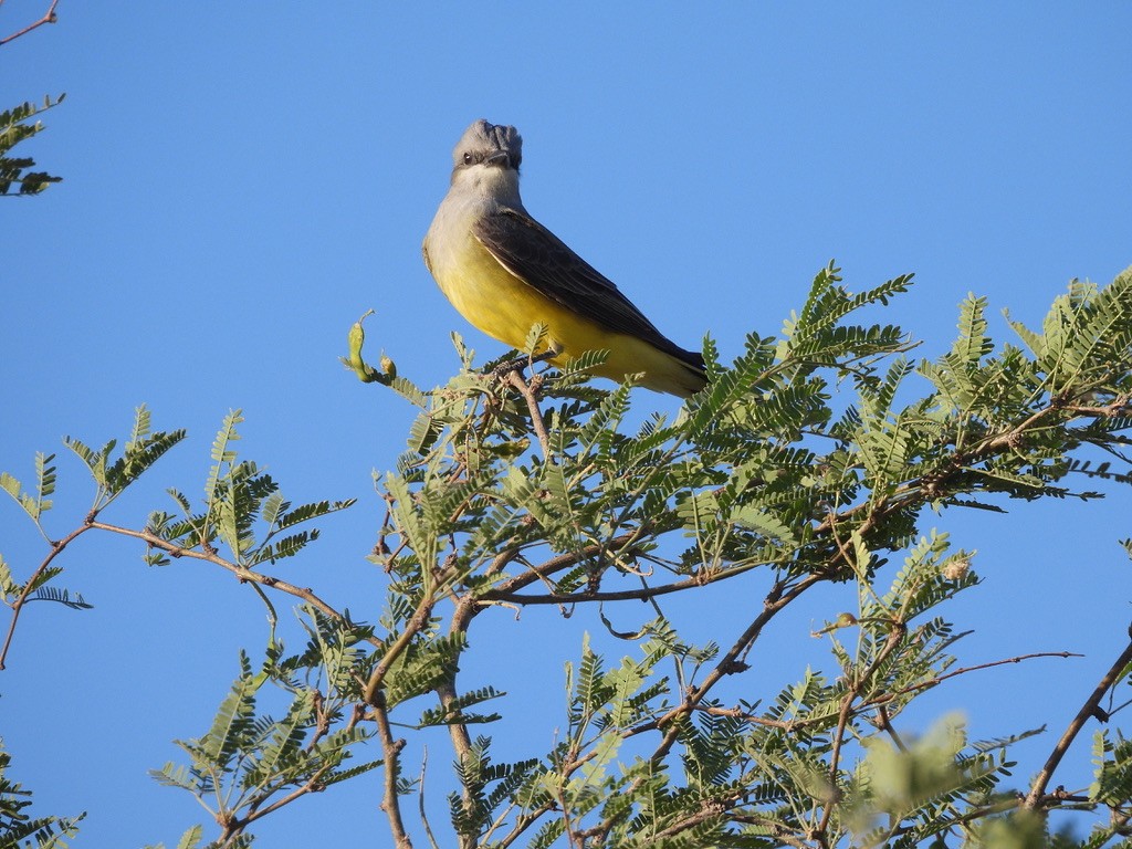 Western Kingbird - ML655607214