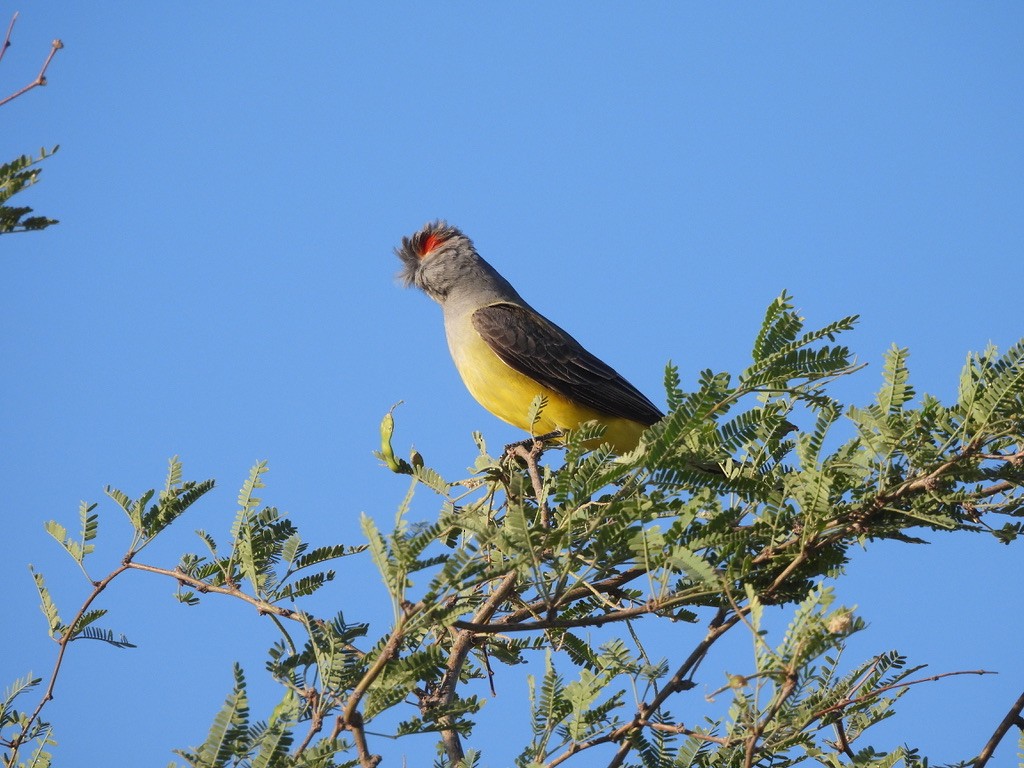 Western Kingbird - ML655607220