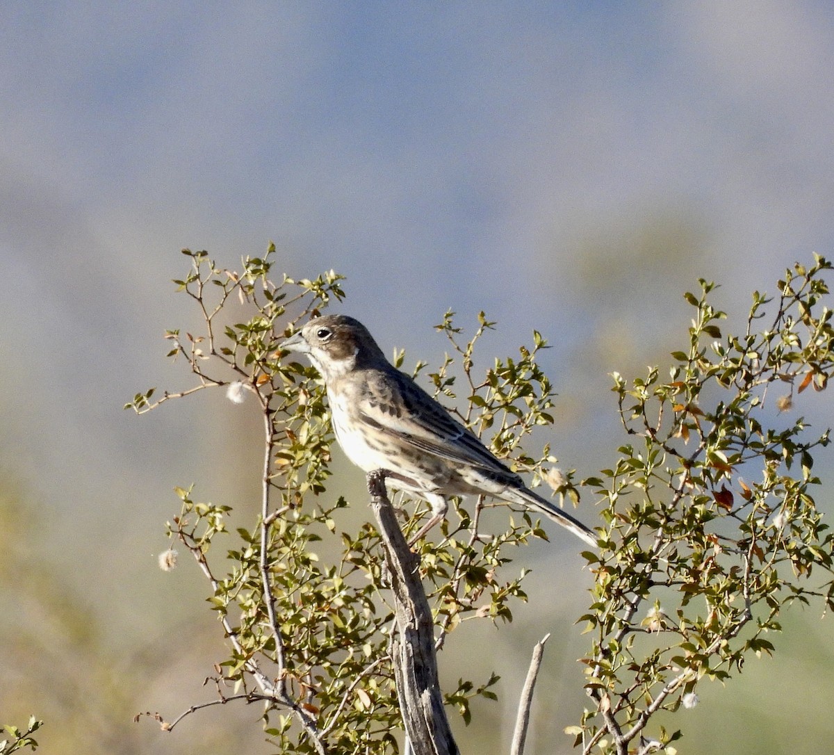 Lark Bunting - ML655607267