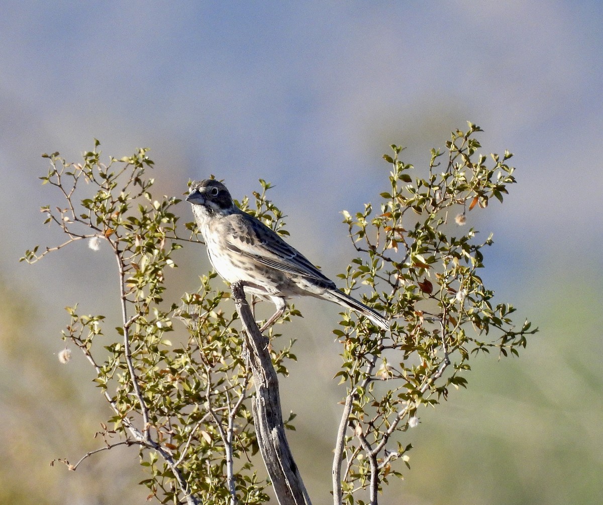 Lark Bunting - ML655607270