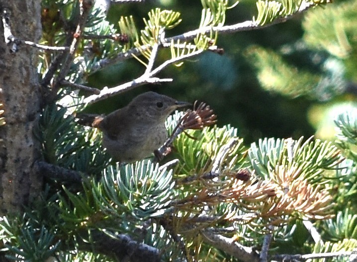 House Wren - ML65560751