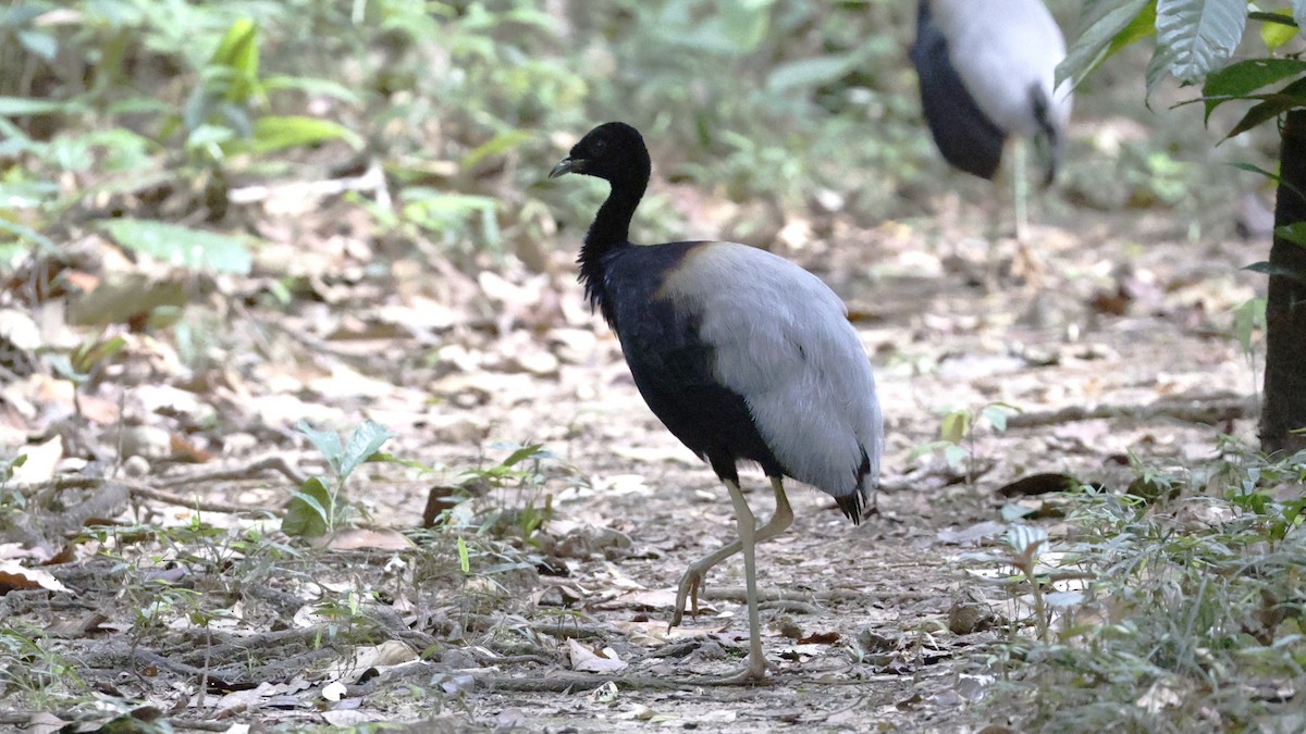 Grauflügel-Trompetervogel - ML655613796