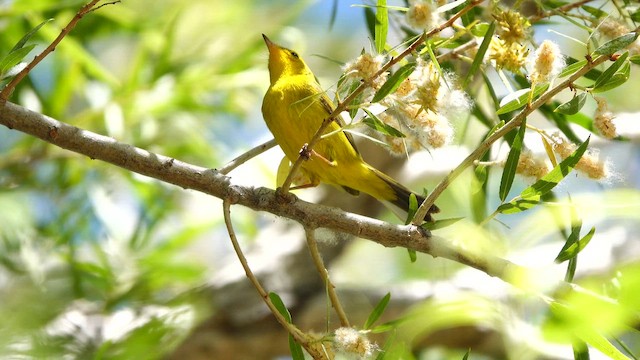 ウィルソンアメリカムシクイ - ML655613976