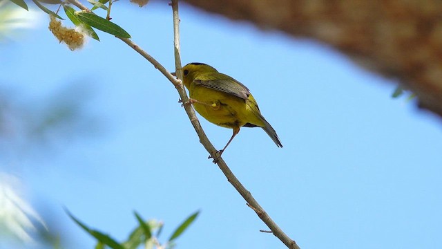 ウィルソンアメリカムシクイ - ML655614024