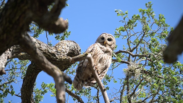 Barred Owl - ML655614494