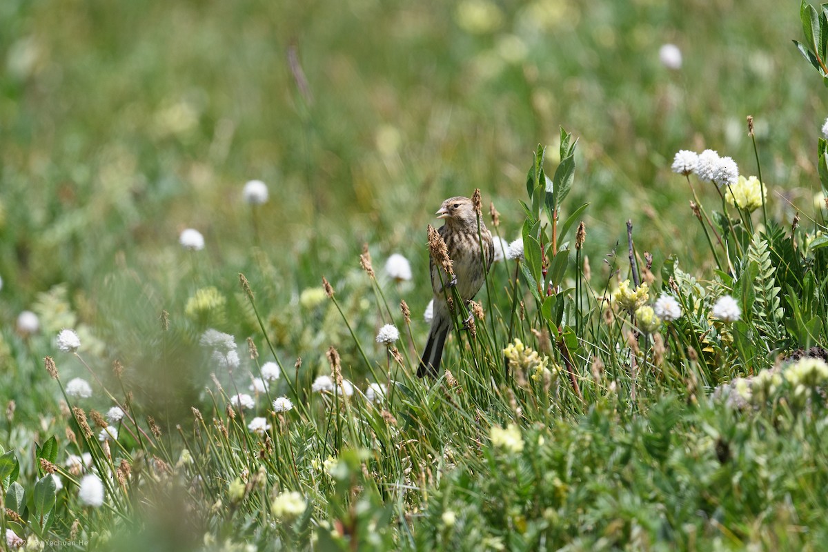 Twite - ML655614668