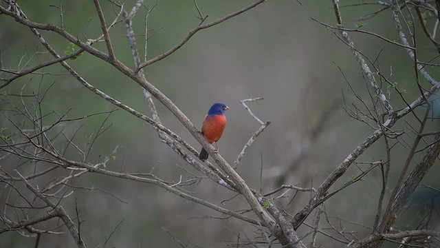 Painted Bunting - ML655614742