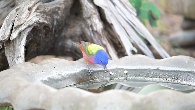 Painted Bunting - ML655614756