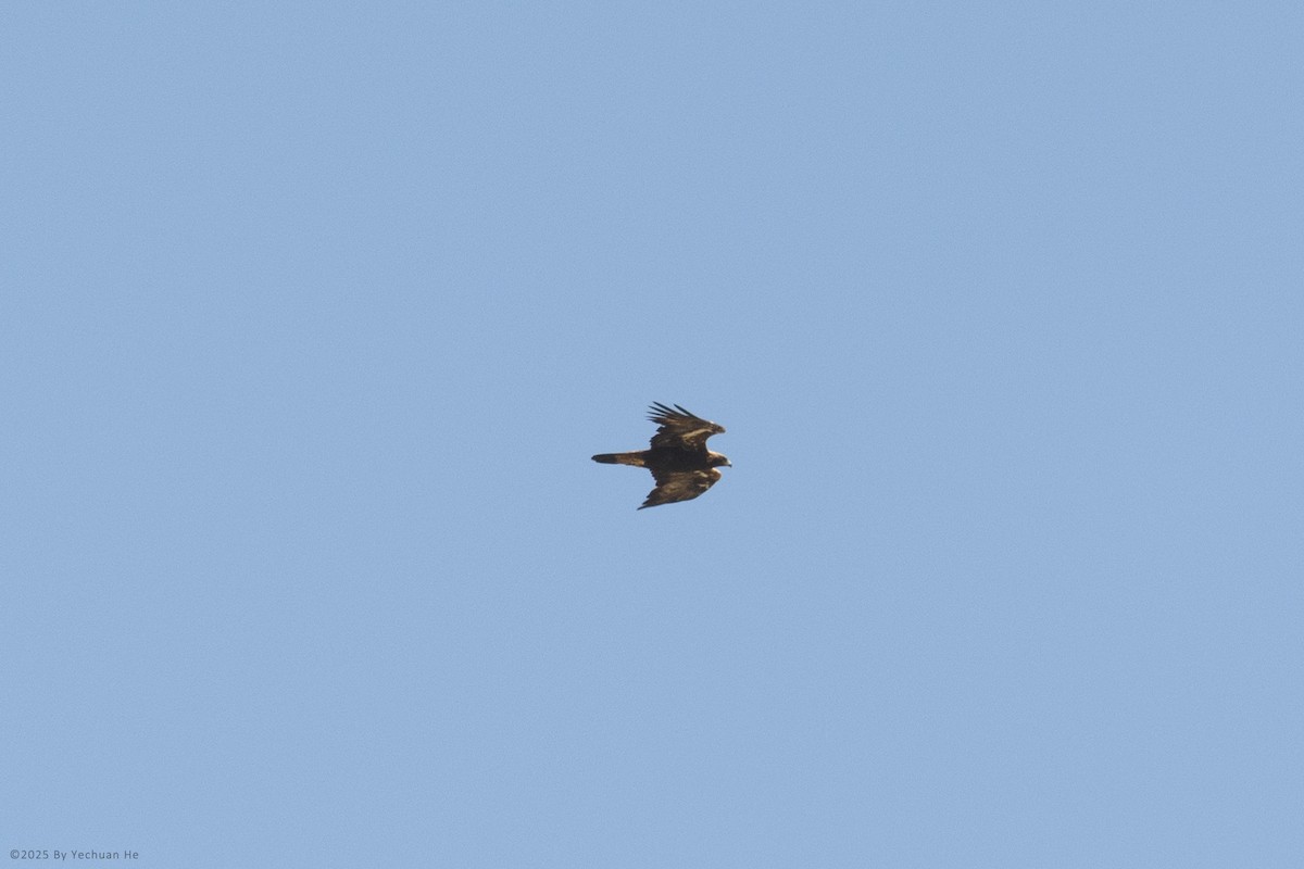 Golden Eagle - ML655614785