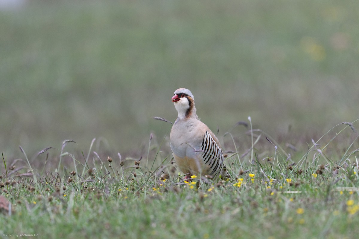 Przevalski's Partridge - ML655614822